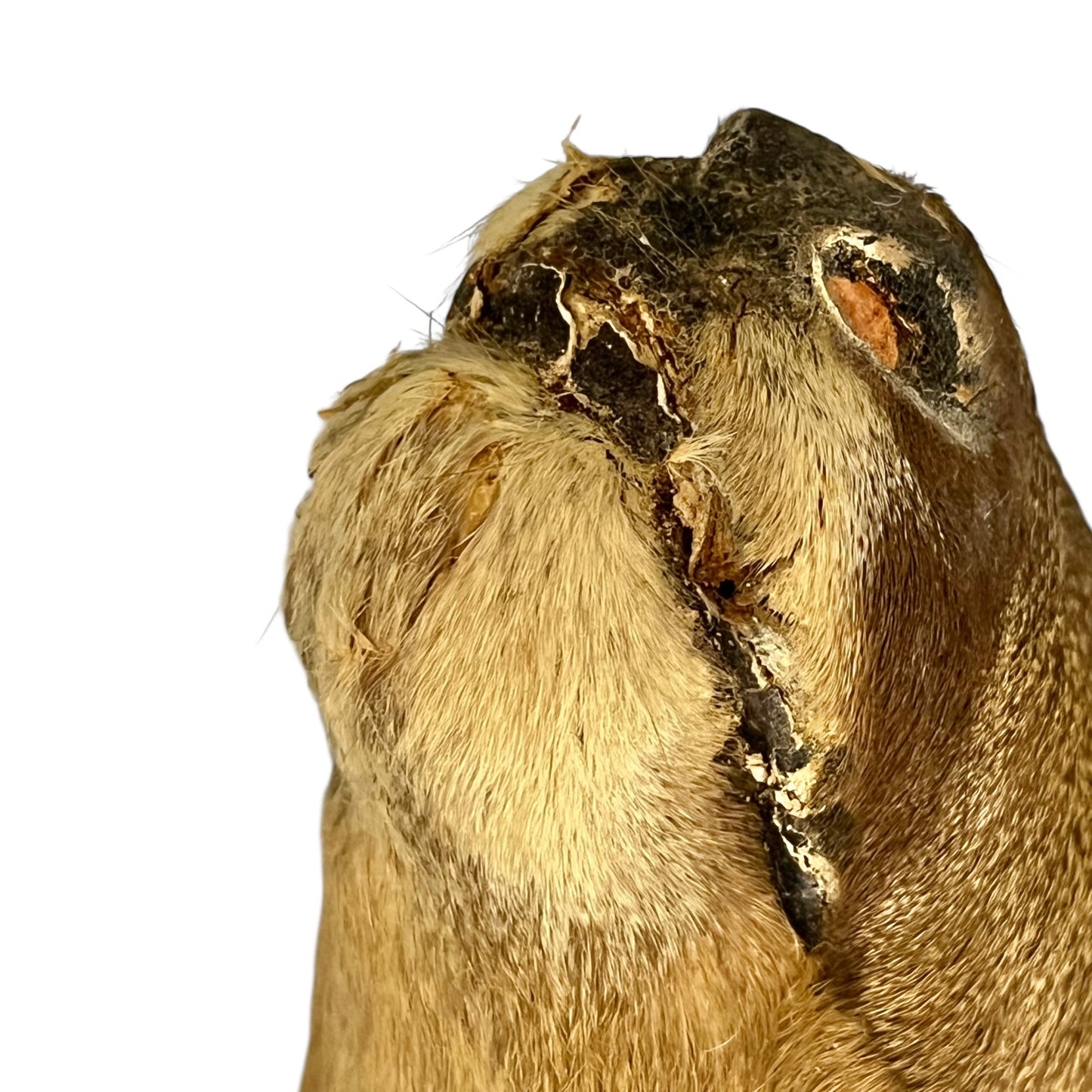 Close-up of a deer head with detailed fur and skin texture on a white background