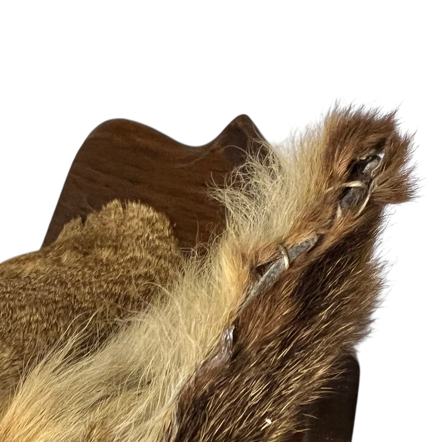 Close up of deer taxidermy ear