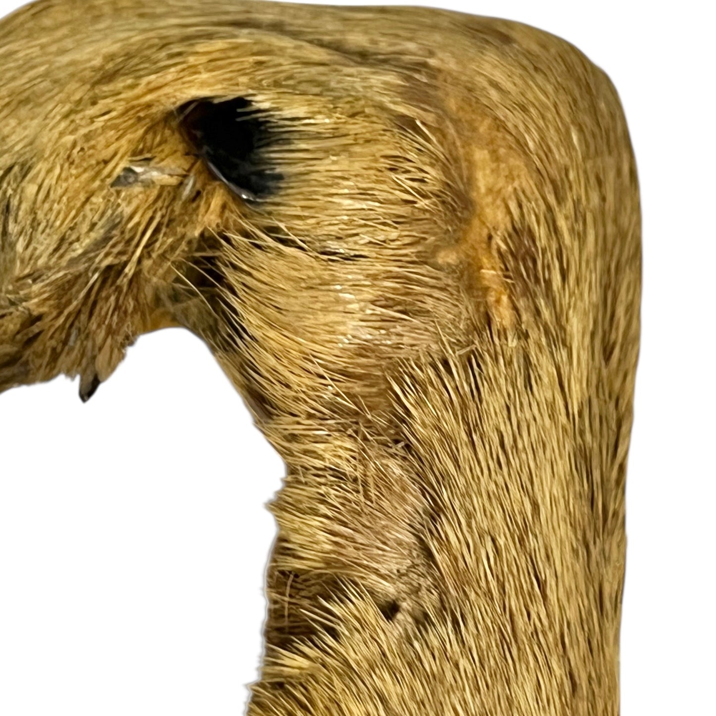 Close up of taxidermy deer hooves