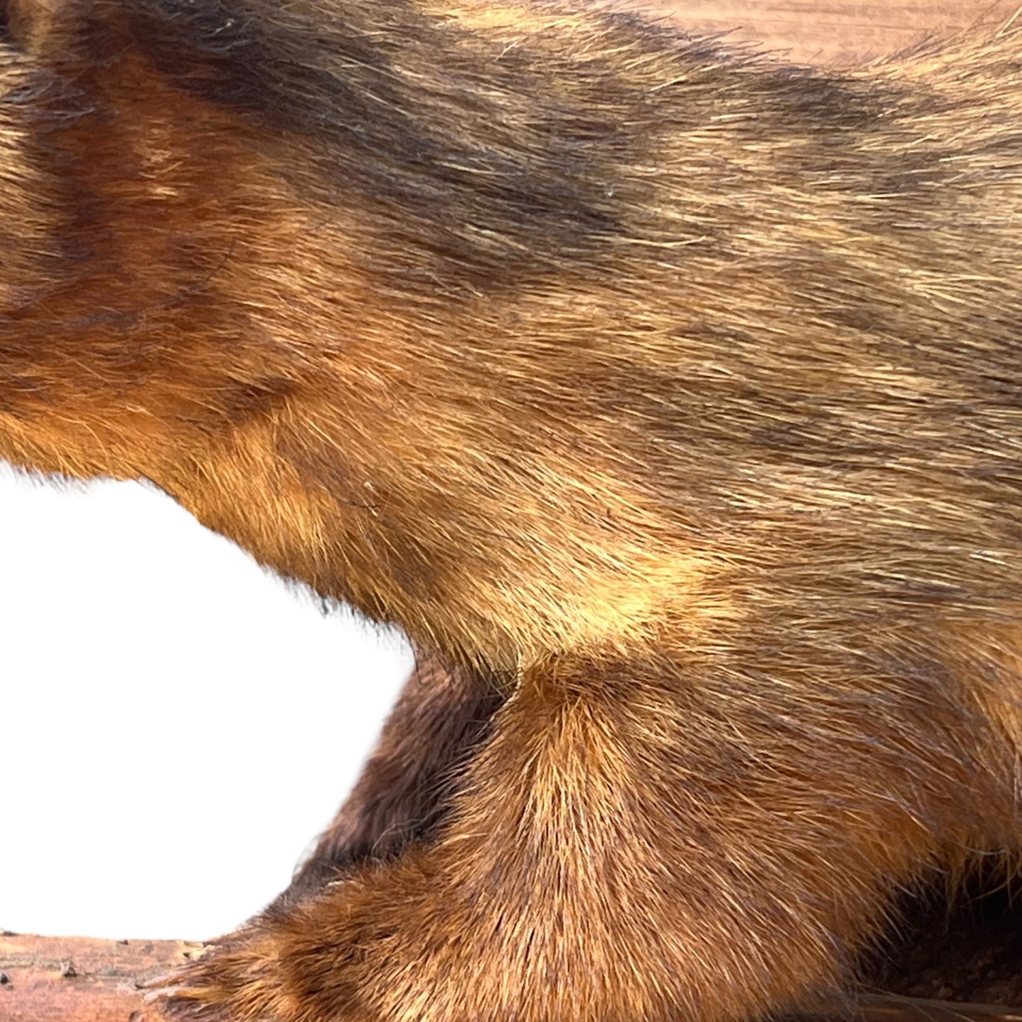 taxidermy mink body