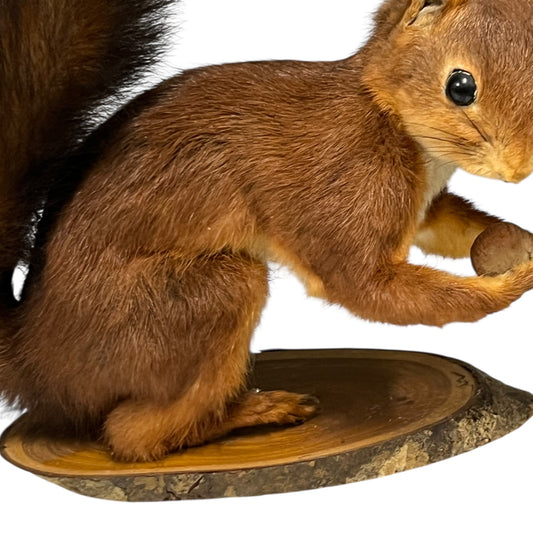 Taxidermy squirrel on a wooden base with a white background
