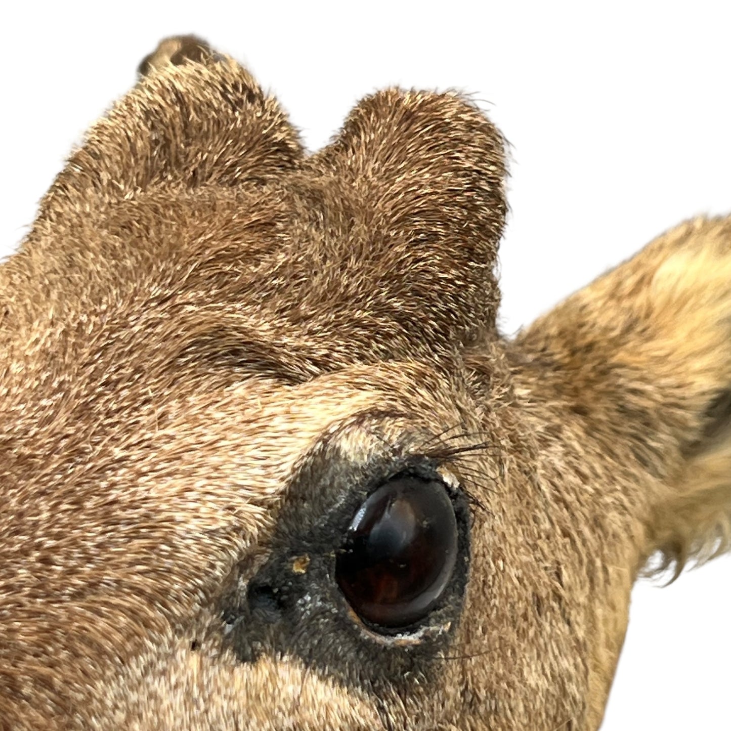 close up of taxidermy deer eye on a white background