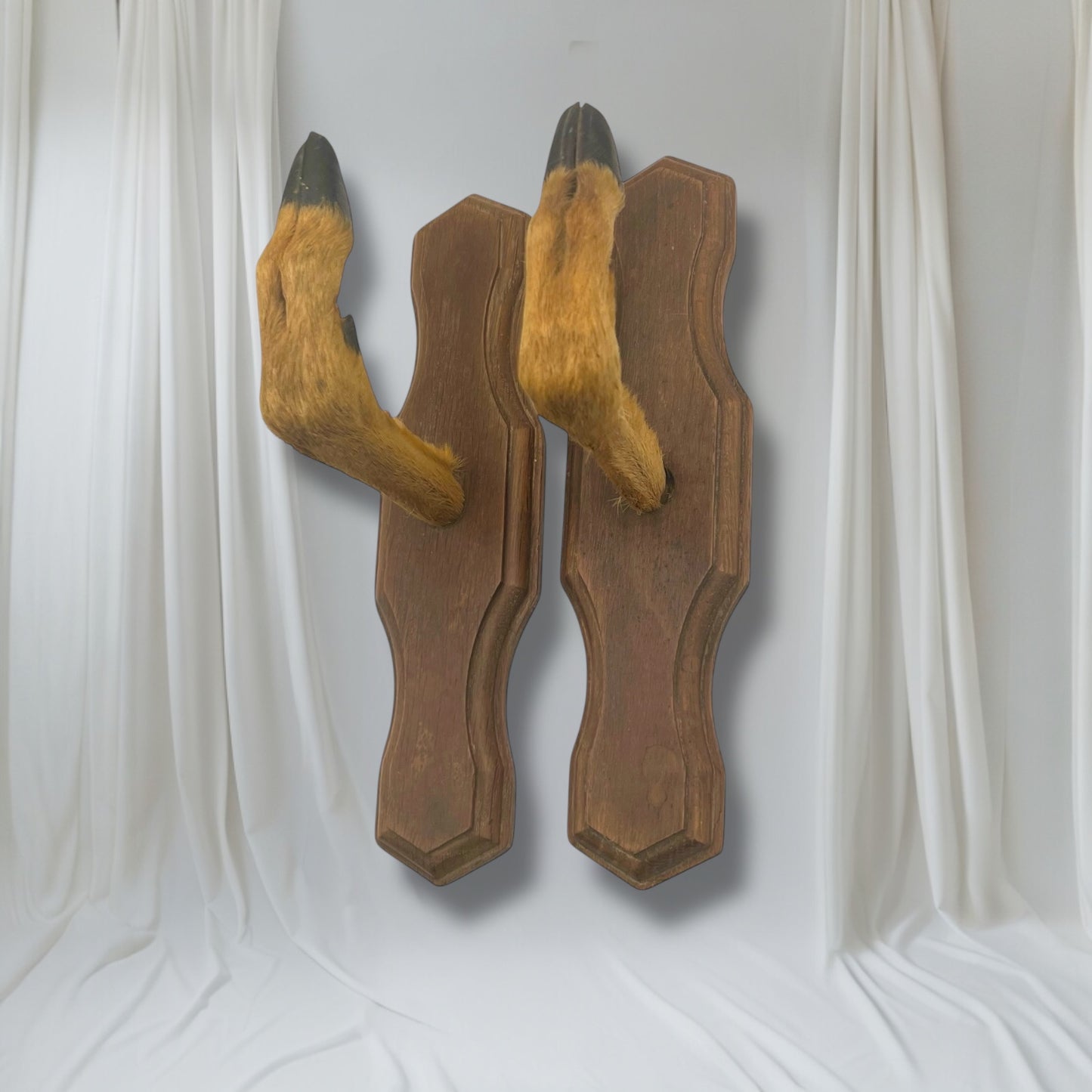 Pair of French vintage deer hooves on a white background