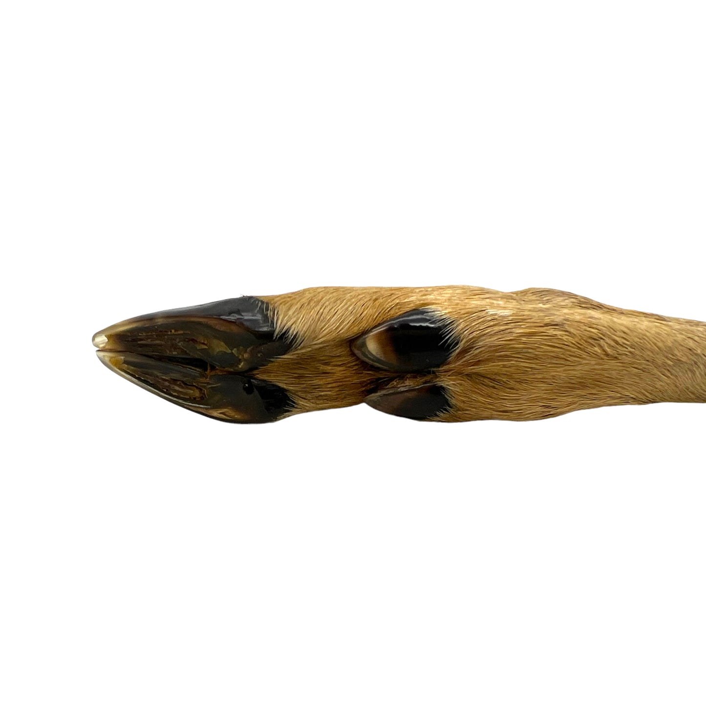 French Roe Deer Cheeseboard Set, Taxidermy Cheeseboard Set, Cheese Board (B5)