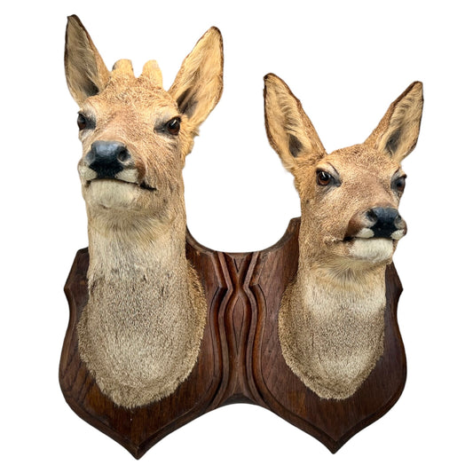 Two deer heads mounted on a wooden plaque against a white background