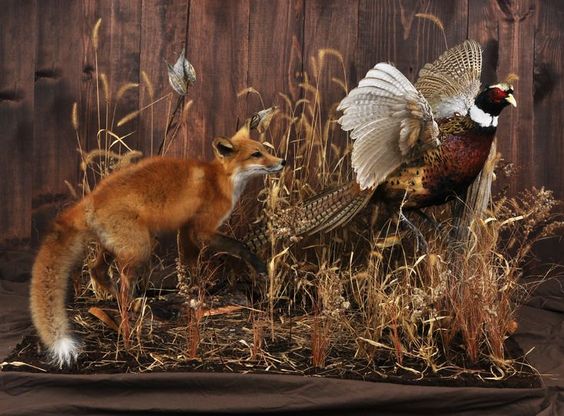 French taxidermy collection, deer, foxes, birds, boars heads, deer hooves all for sale by allthingsfrenchstore.com