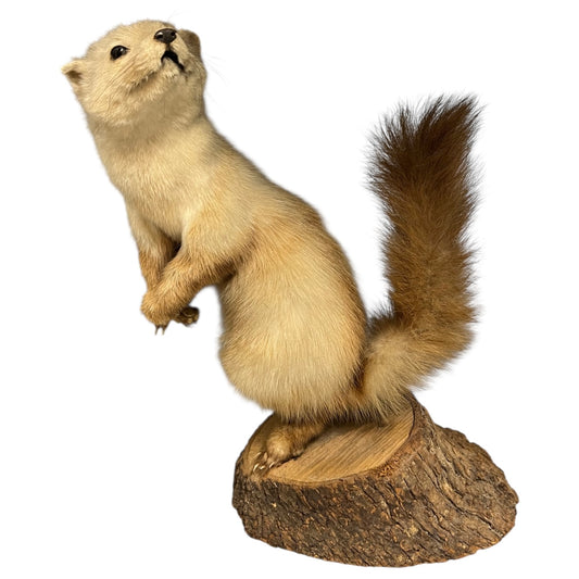 Taxidermy of a standing pine marten on a wooden base with a white background