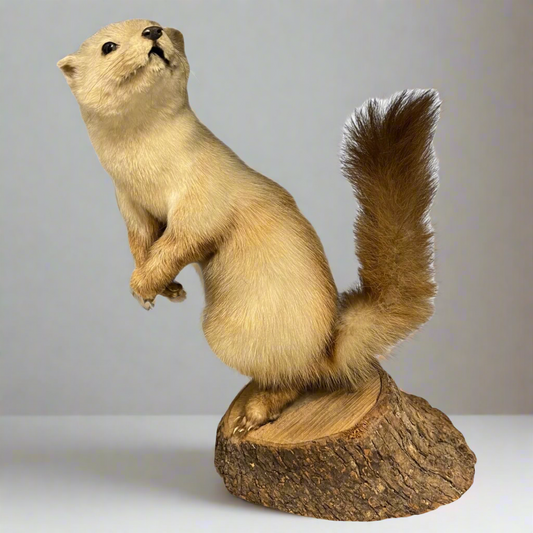 Taxidermy of a standing pine marten against a plain background for sale from All Things French Store