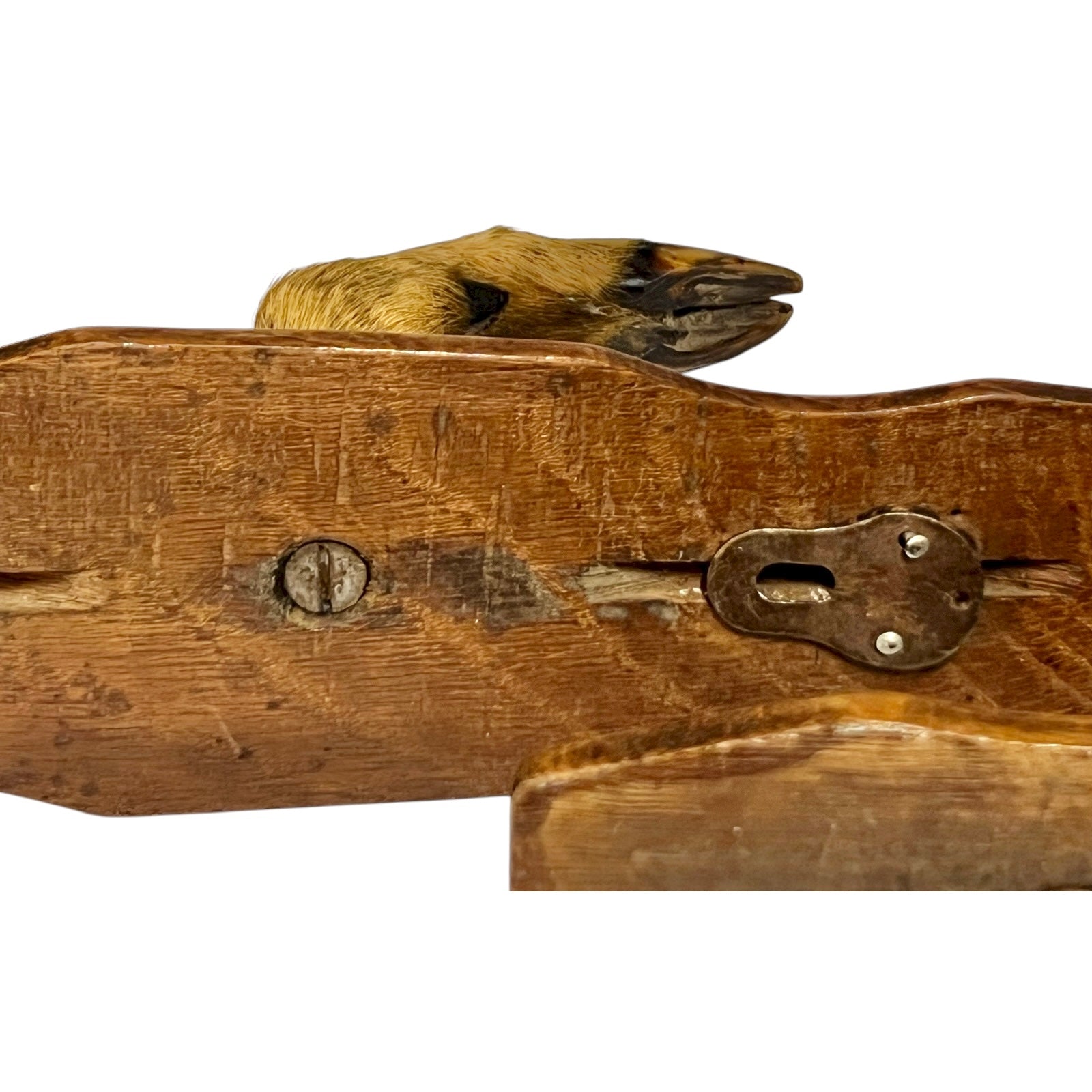 close up of deer hooves on a white background