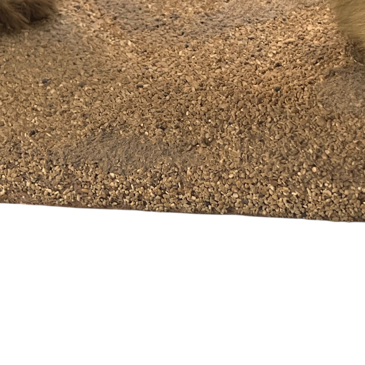 Close up of taxidermy animal on a white background