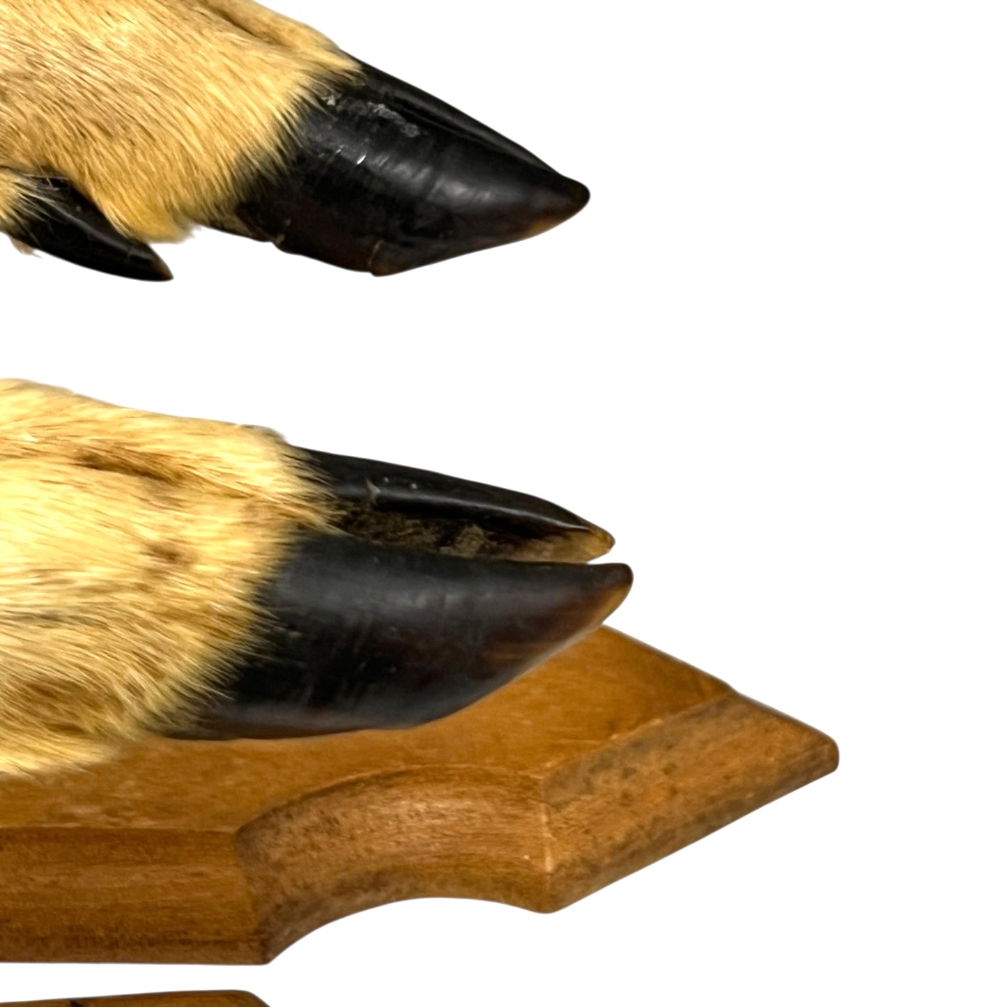 Close up of deer hoof hooks on wooden mounts on a white background