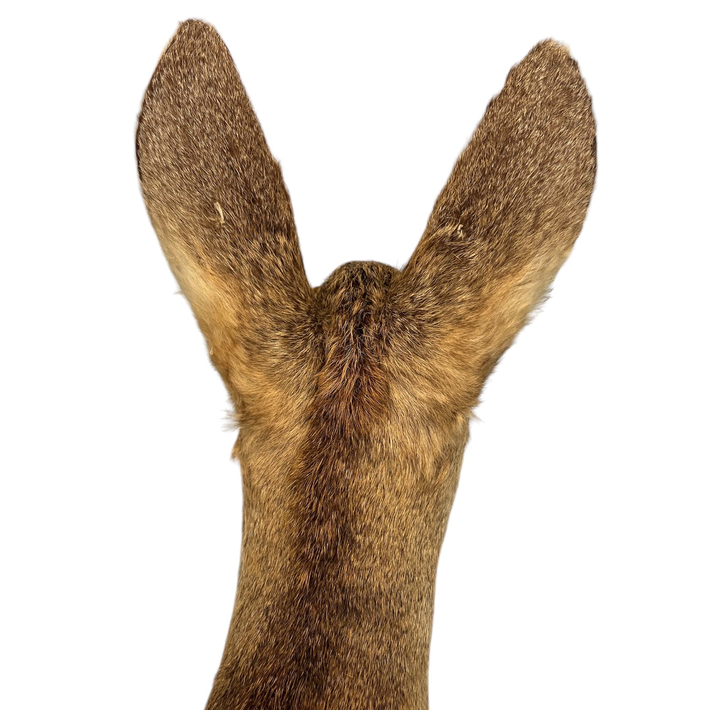 Taxidermy Deer Head, Roe Deer Wall Mounted, Stuffed Mount, Gift for Hunter