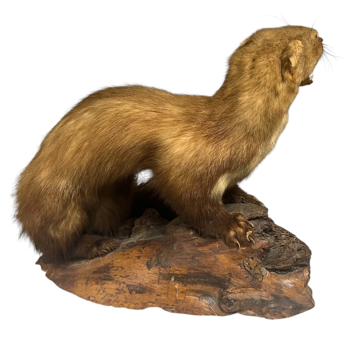 Close-up of a taxidermy small animal on a white background 
