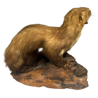 Close-up of a taxidermy small animal on a white background 