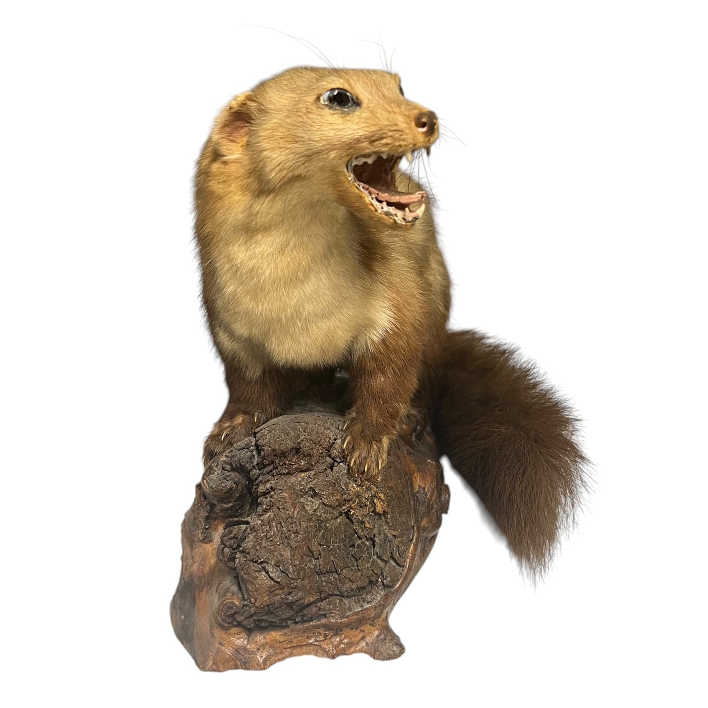 Taxidermy mink on a wooden base with a white background