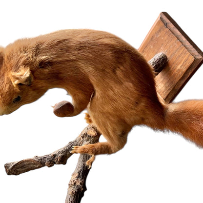 Close-up of a red squirrel on a white background