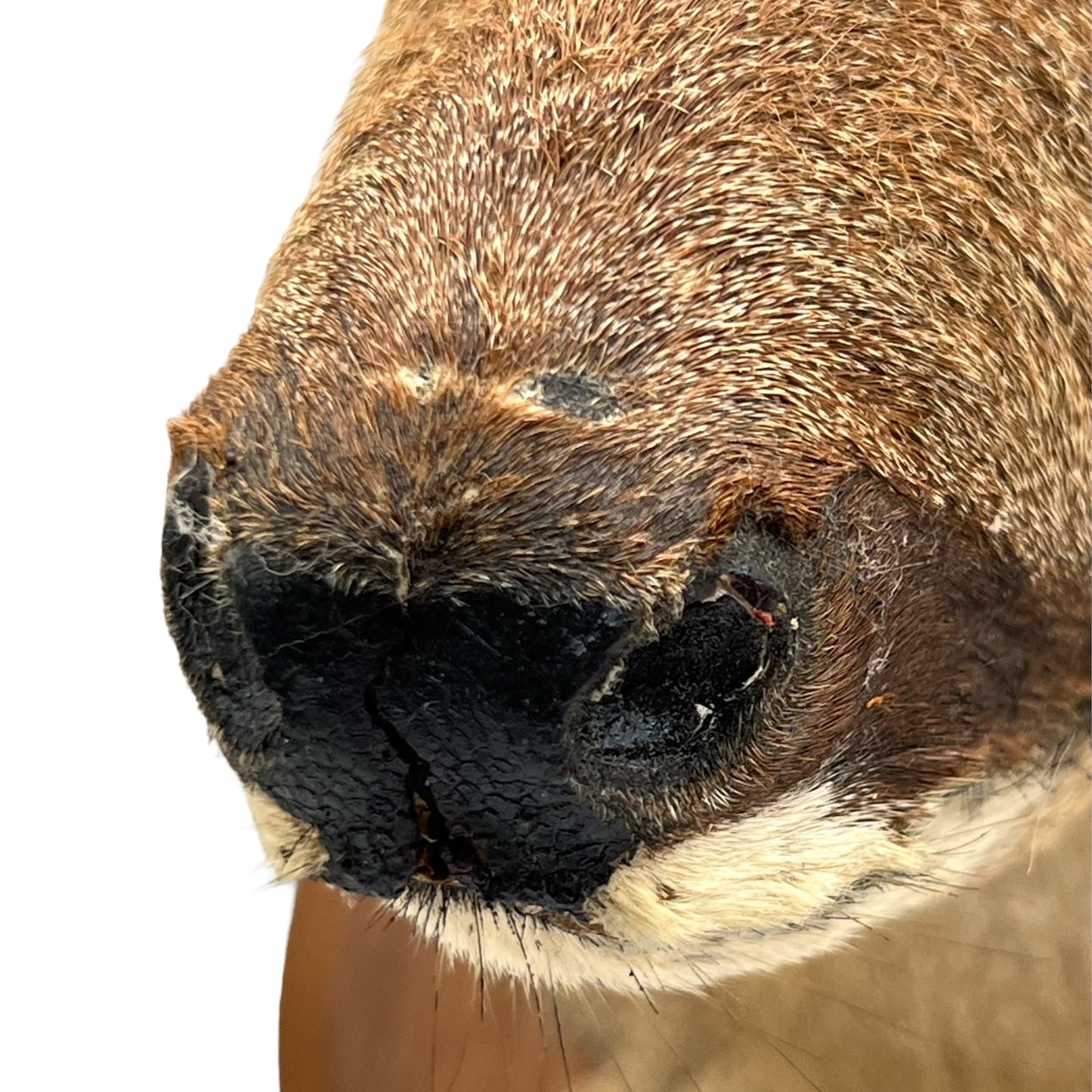 Close-up of a deer's nose on a white background