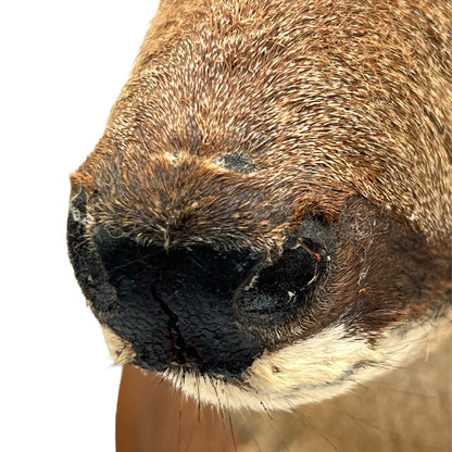 Close-up of a deer's nose on a white background