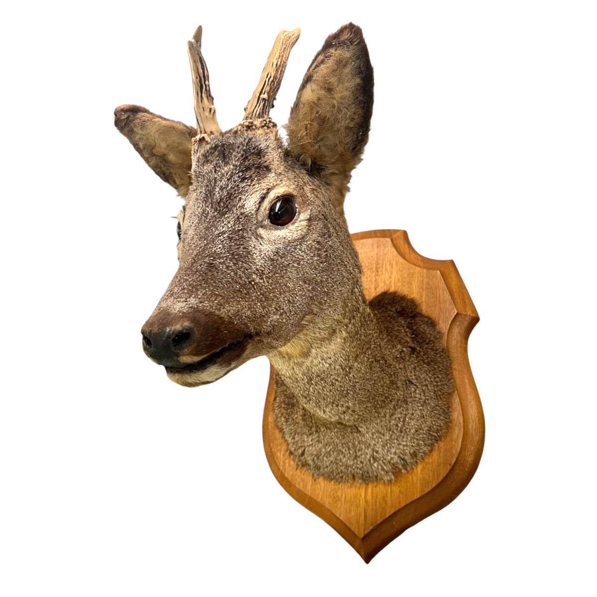 A taxidermy deer head mount on a wooden shield plaque, shown against a plain white background.
