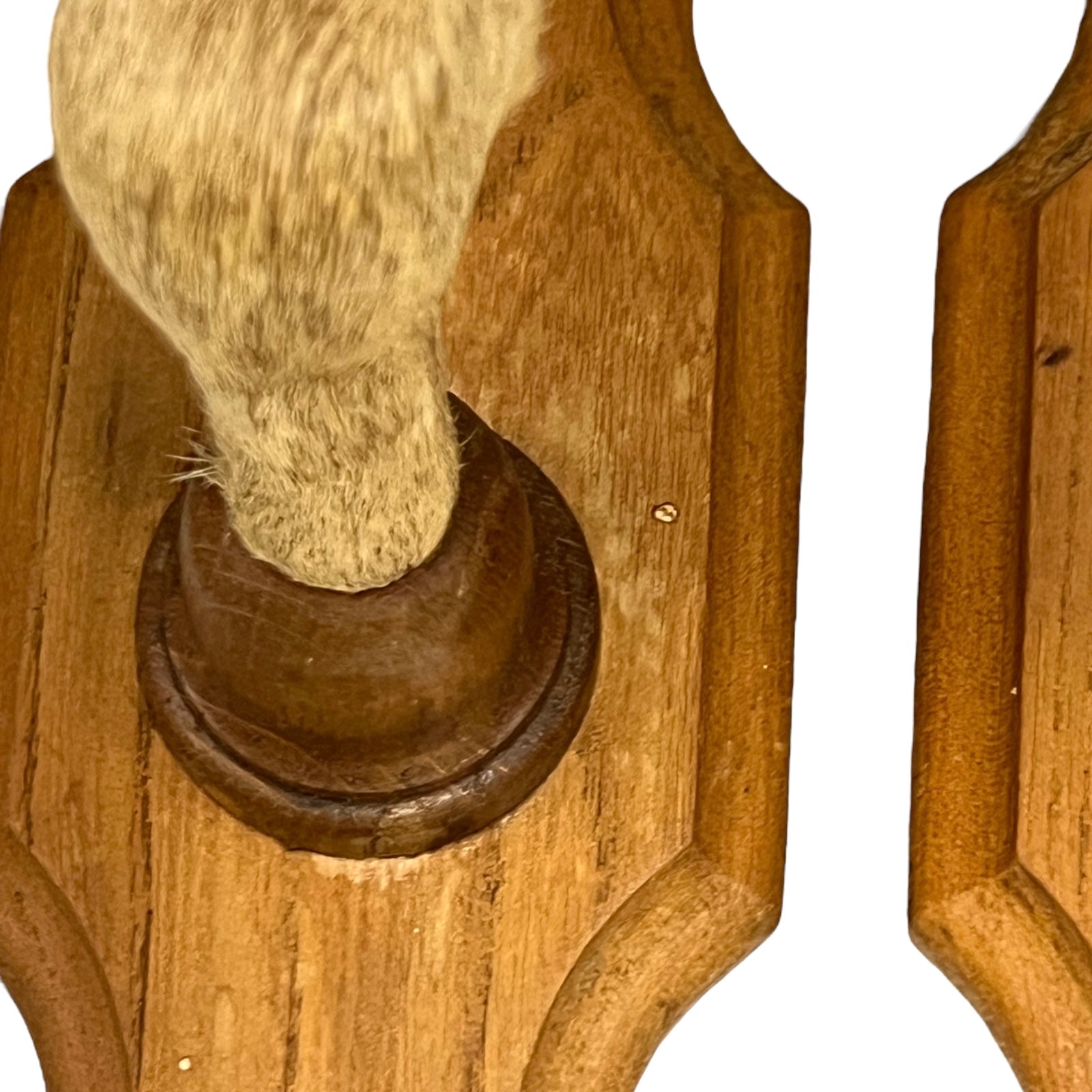 Close up of deer hoof hooks on wooden mounts on a white background