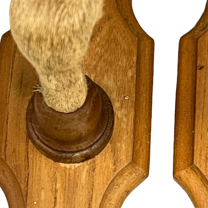 Close up of deer hoof hooks on wooden mounts on a white background