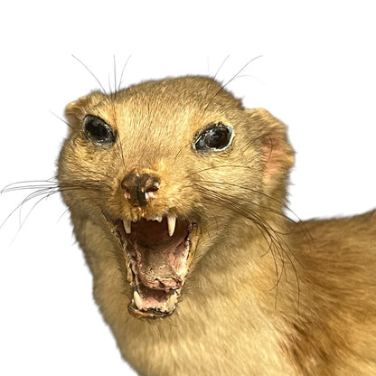 Close-up of a taxidermy small animal with an open mouth on a white background