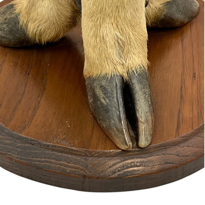 close up of taxidermy plant stand