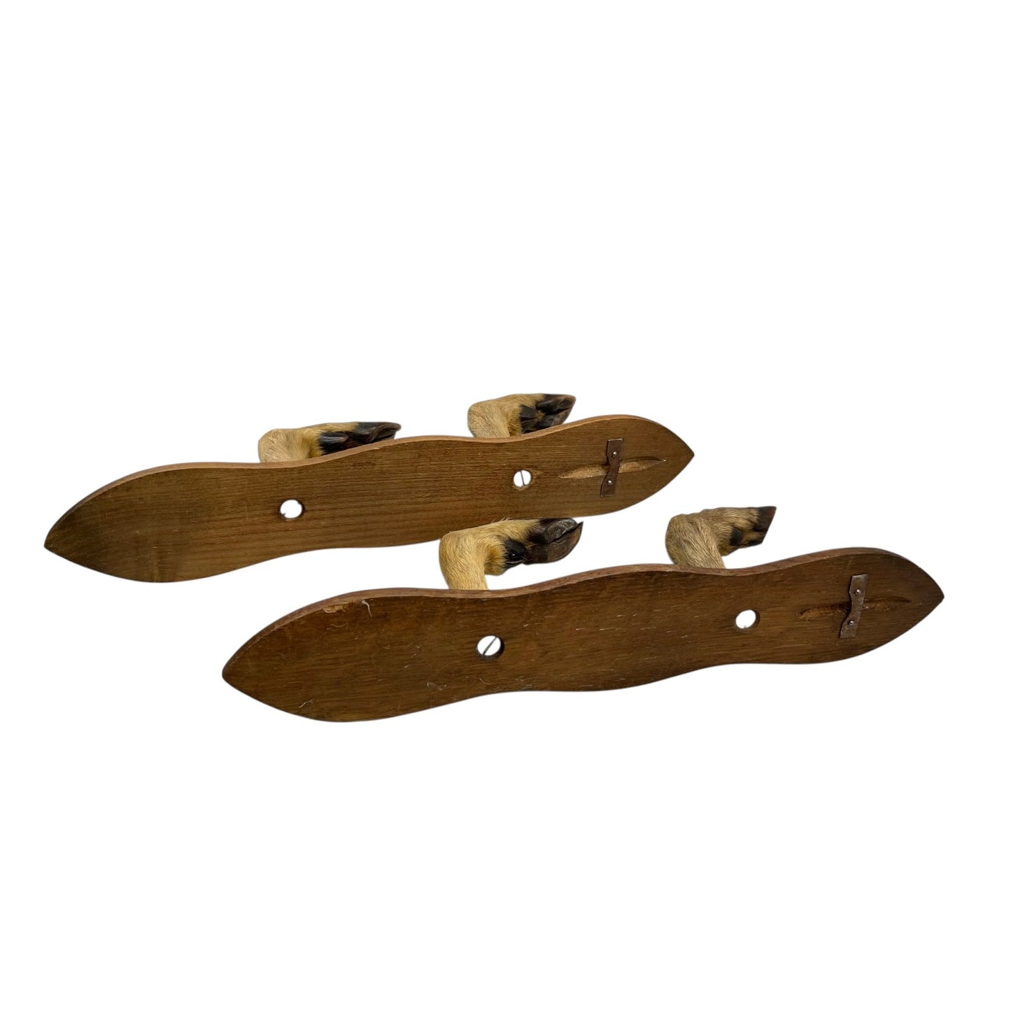 Close up of taxidermy deer hooves on a wooden mount on a white background