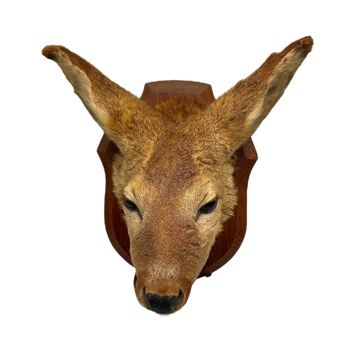 Taxidermy Roe Deer Head Mounted On a Wooden Shield, Good Condition 