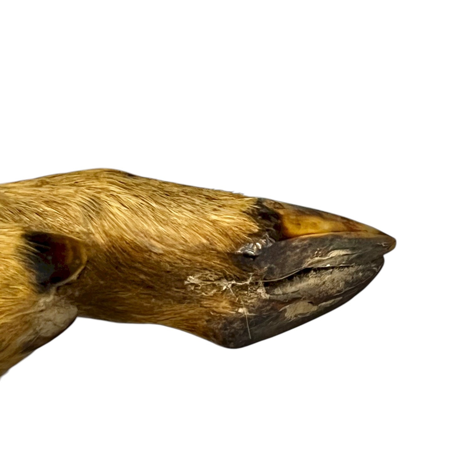 close up of deer hooves on a white background