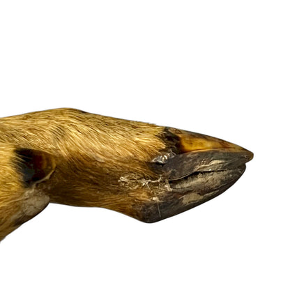 close up of deer hooves on a white background