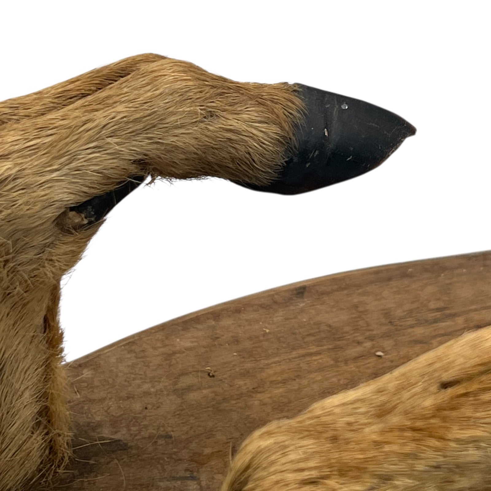 Close-up of a deer hoof on a wooden surface with a white background
