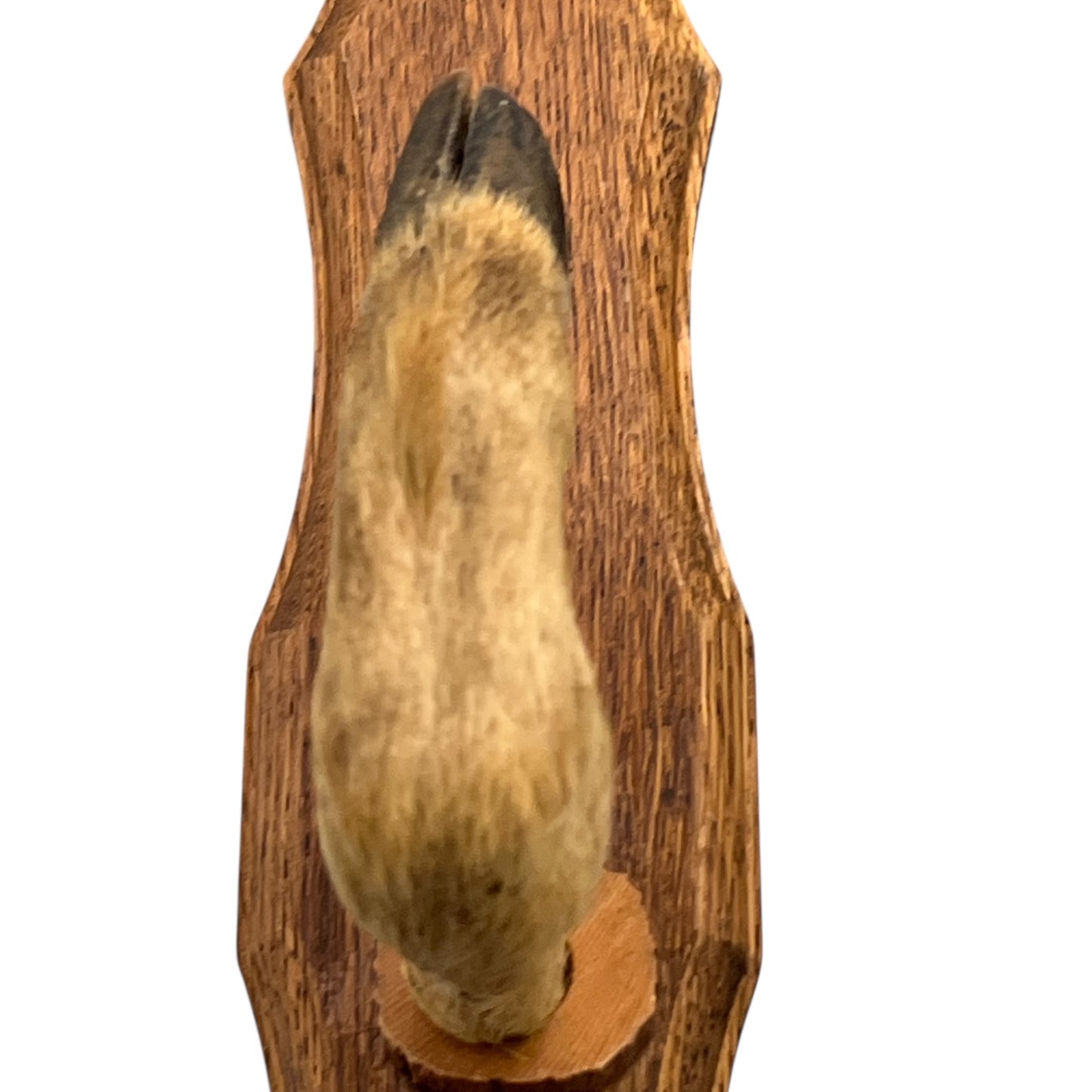 French Deer Hoof Vintage Taxidermy Coat Hooks – Hunting Gift