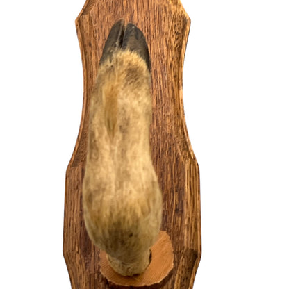 French Deer Hoof Vintage Taxidermy Coat Hooks – Hunting Gift
