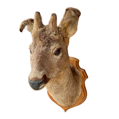 A taxidermy deer head mount on a wooden plaque, shown against a plain white background.