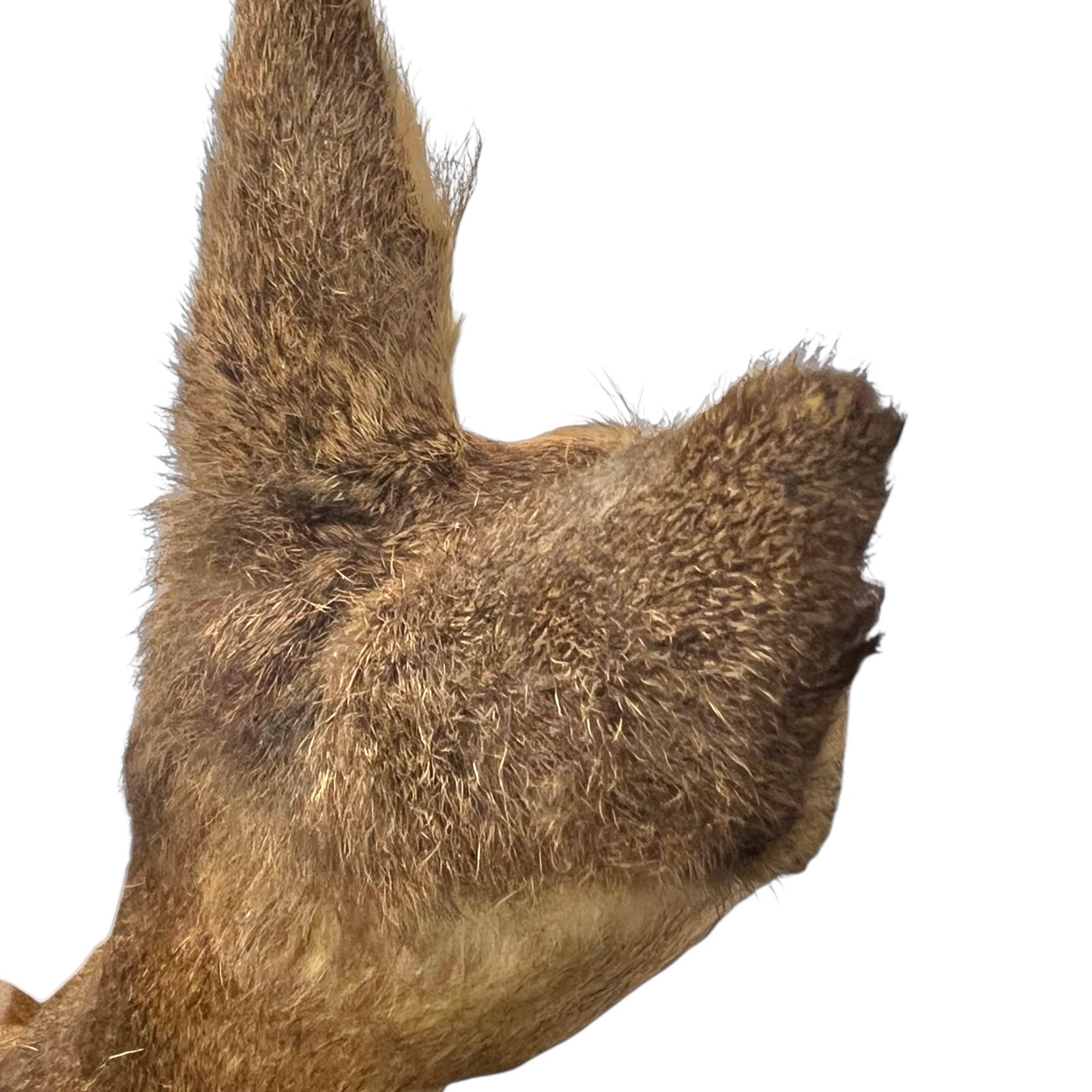 Close-up of a deer's ears on a white background