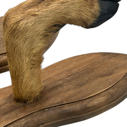 Close-up of a deer hoof on a wooden surface with a white background