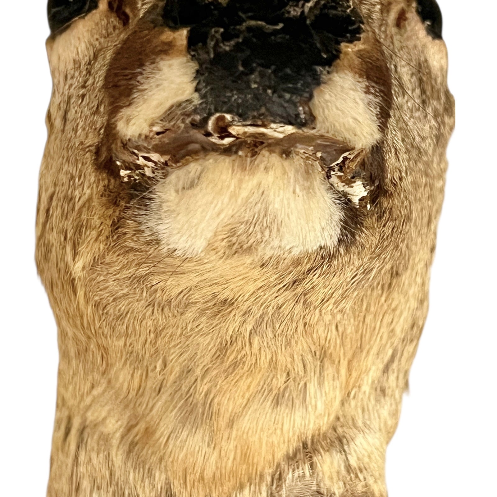 Close up of deer taxidermy head