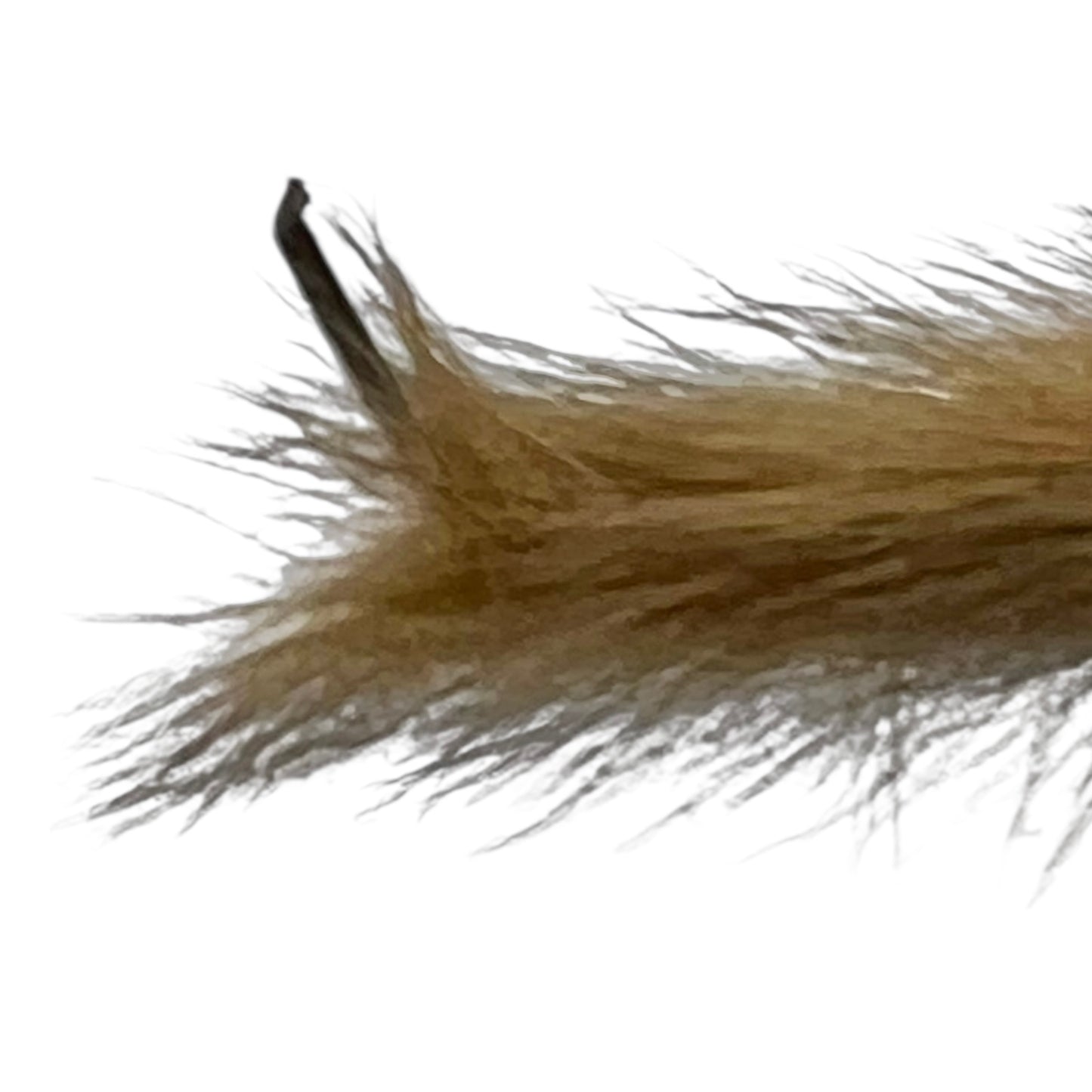 Close-up of a pair of brown weasels on a white background