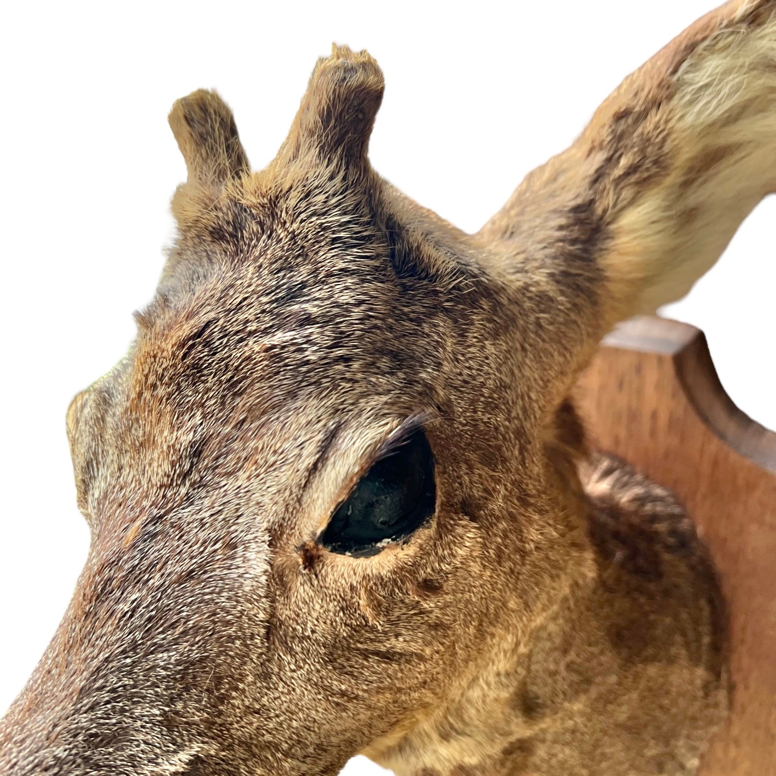 Close up of deer taxidermy head