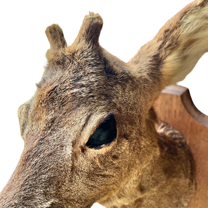 Close up of deer taxidermy head