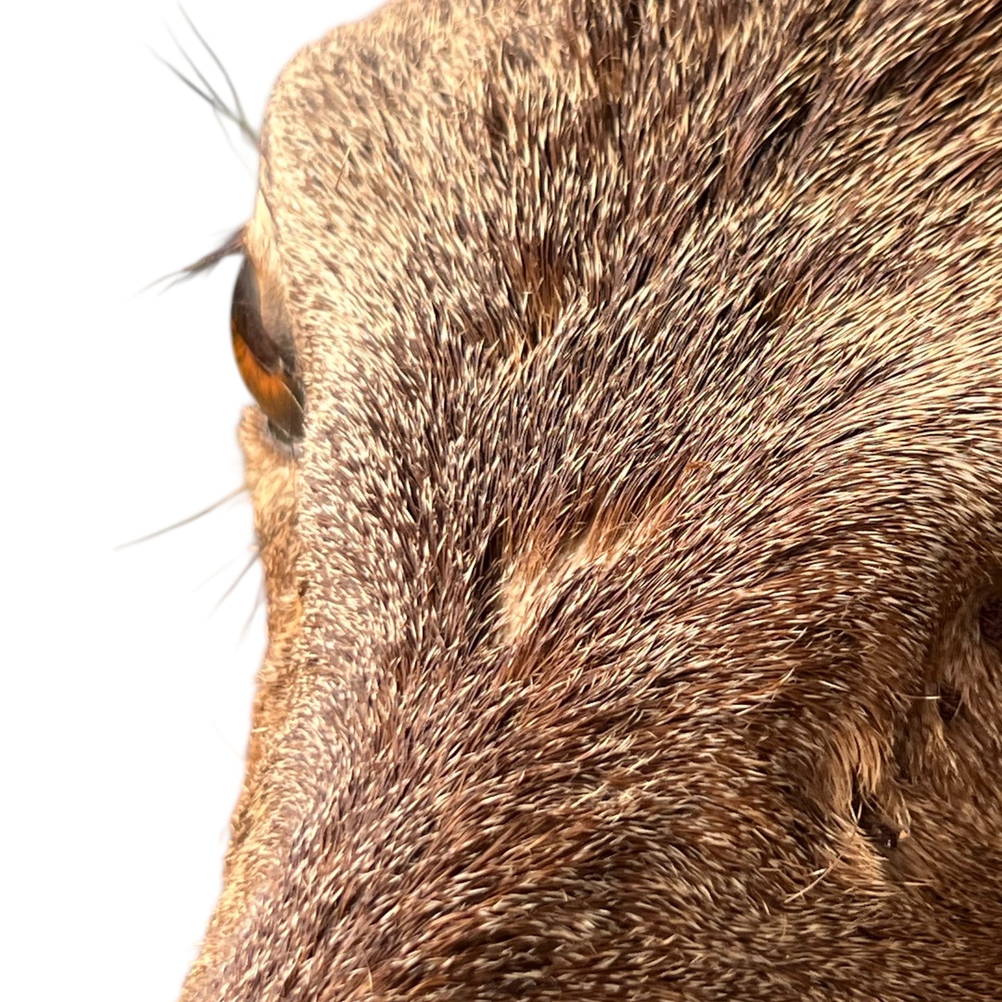 Close-up of a deer's eye and fur on a white background