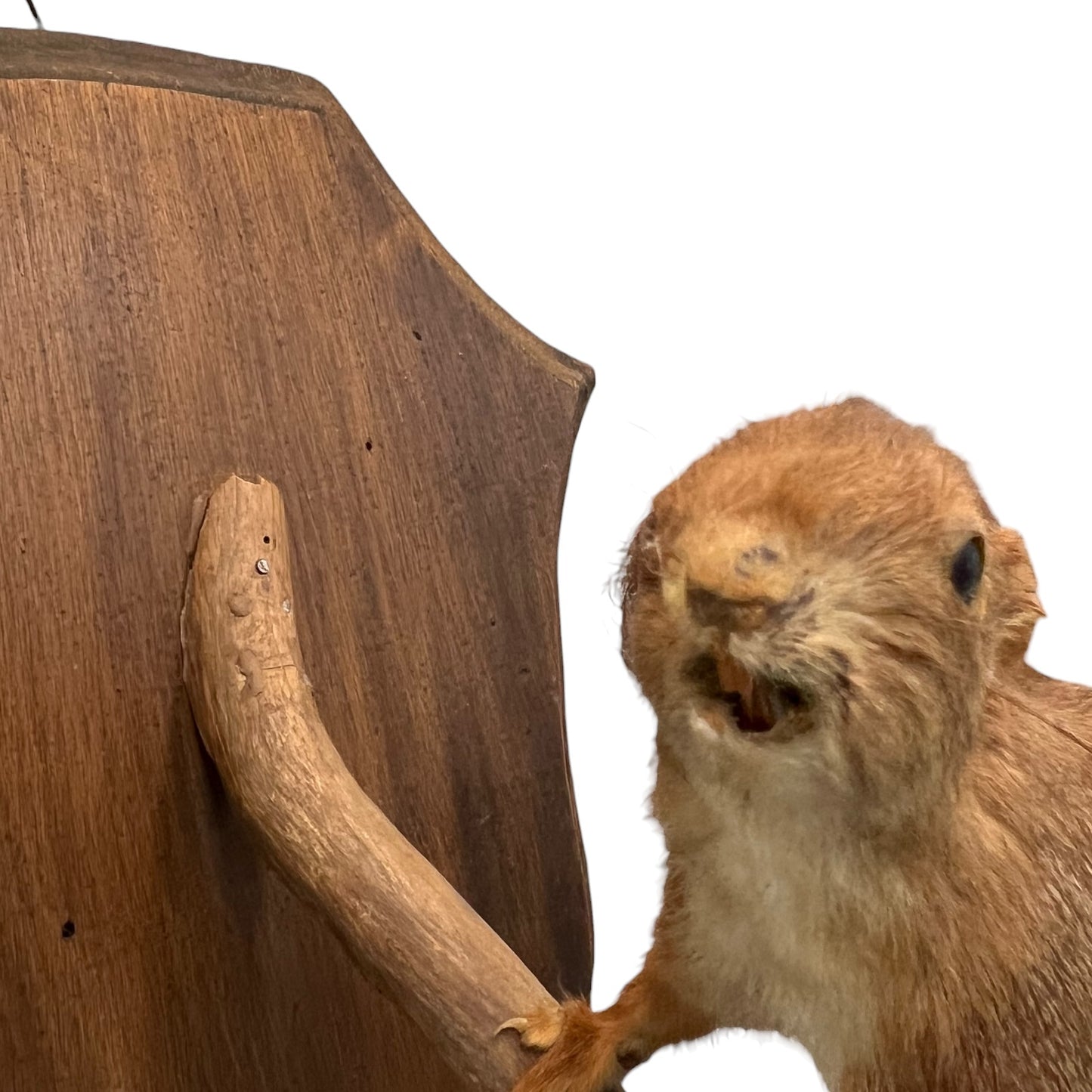 Close up of a taxidermy red squirrel on a white background 