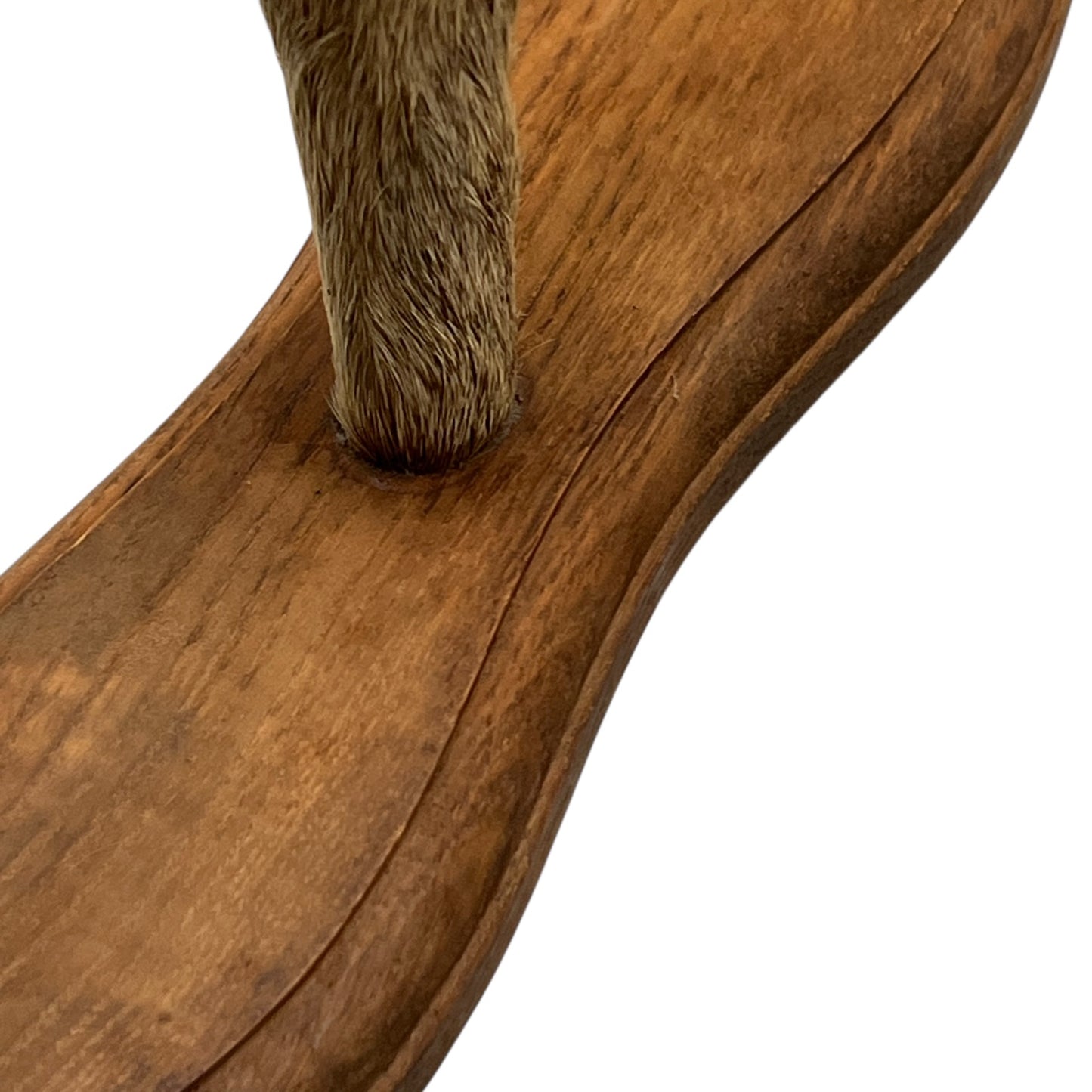Close up of taxidermy deer hooves on a wooden mount on a white background