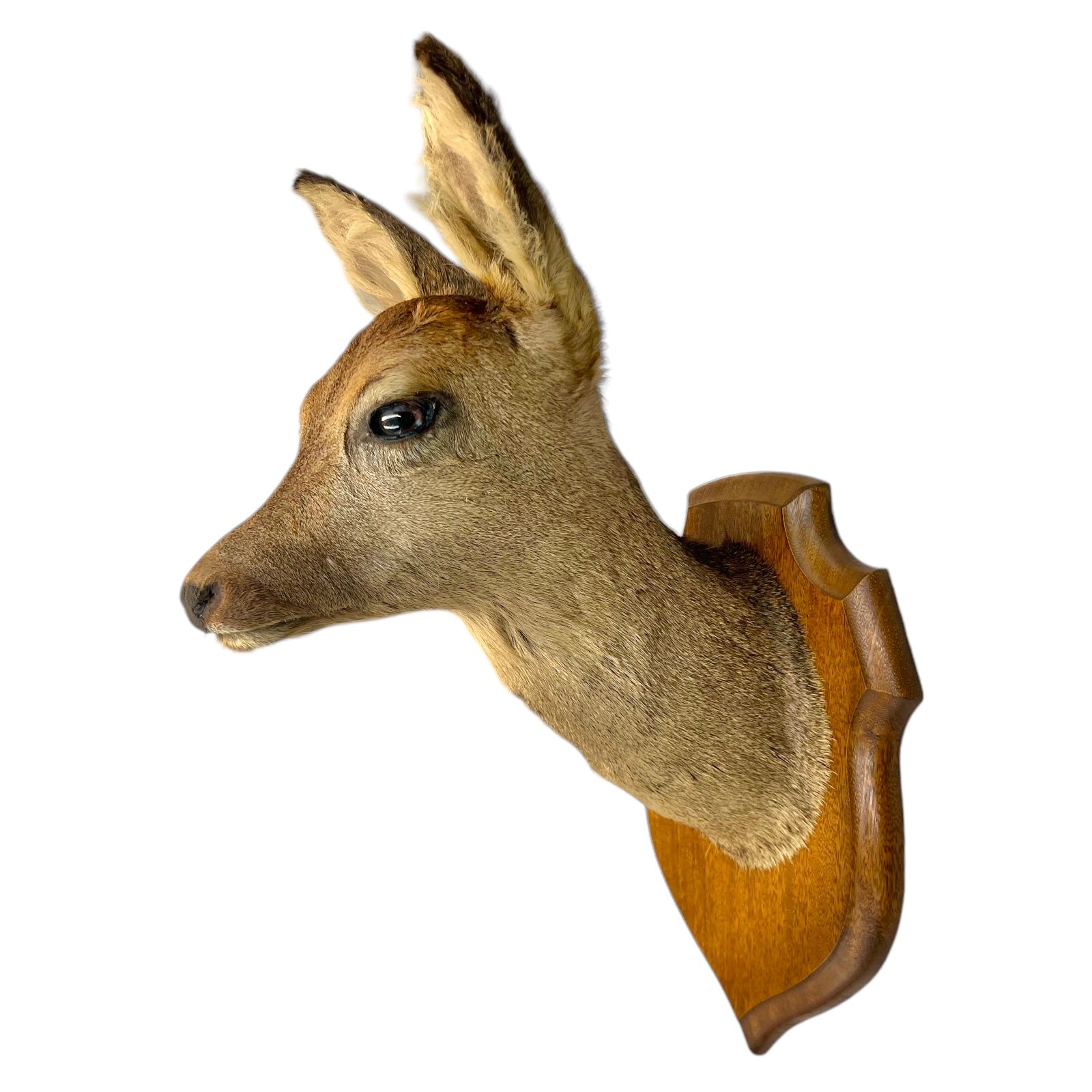 Taxidermy Deer Head, Roe Deer Wall Mounted, Stuffed Mount, Gift for Hunter