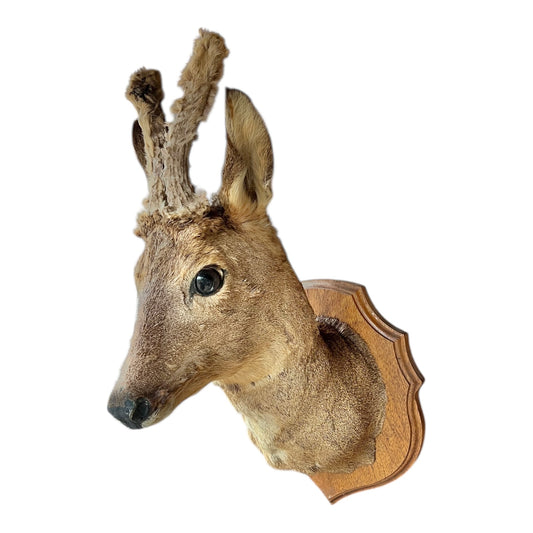 French vintage deer head with furry antlers on a wooden mount set on a white background 