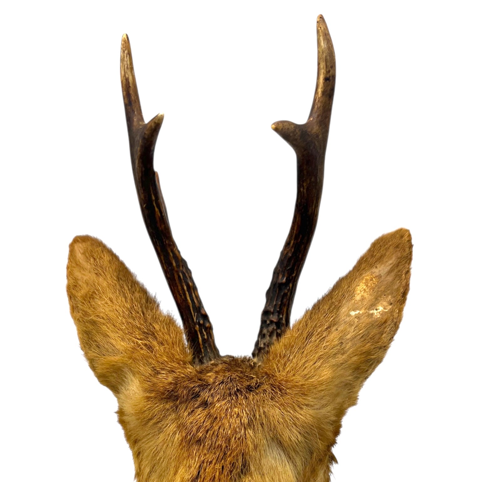 close up image of deer head ears and antlers
