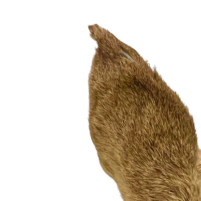 Vintage Taxidermy Roe Deer Head - French Mounted Specimen