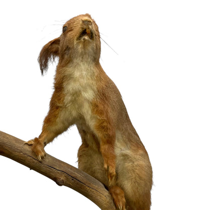 Close up of a taxidermy red squirrel on a white background 