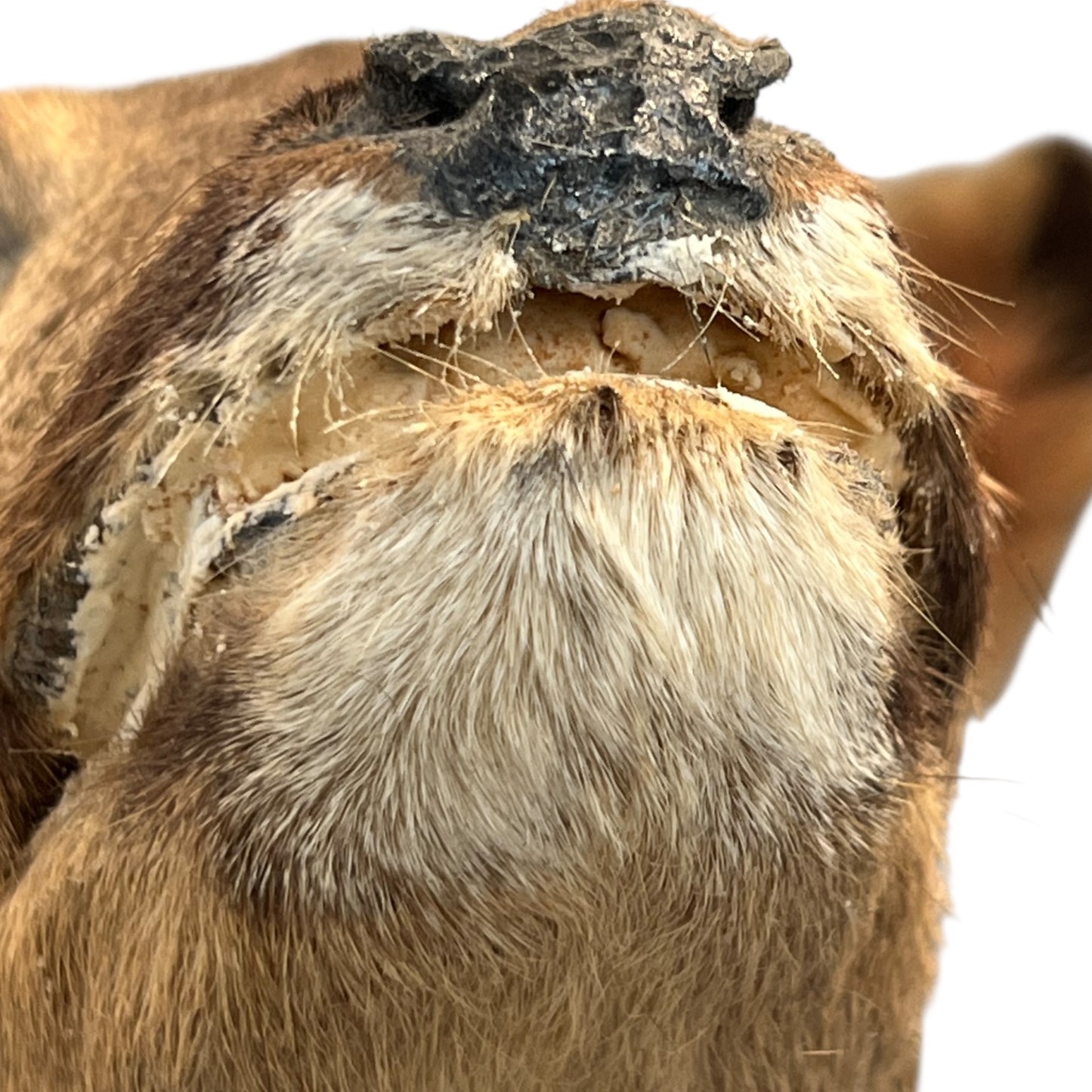 Close-up of a deer mouth with a white background